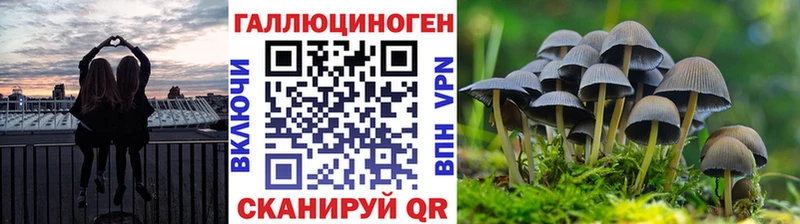 где продают наркотики  Кизляр  Псилоцибиновые грибы мицелий 