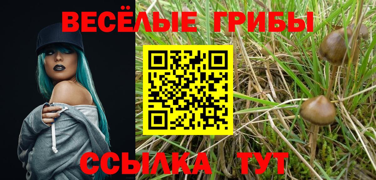 Галлюциногенные грибы Psilocybe Кизляр