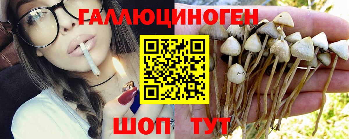 Псилоцибиновые грибы Psilocybe Кизляр